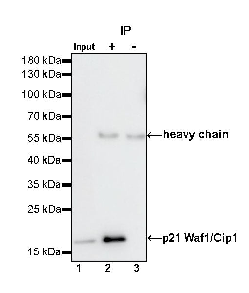 p21 Waf1/Cip1 Recombinant Rabbit mAb (SDT-1349-71)