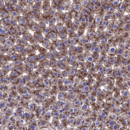 β-tubulin Recombinant Rabbit mAb (SDT-312-113)
