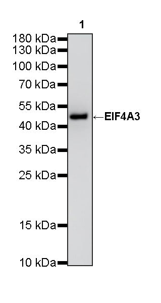 EIF4A3 Mouse mAb