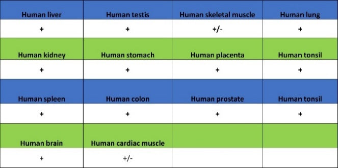 FDX1 Recombinant Rabbit mAb (S-3587-58)