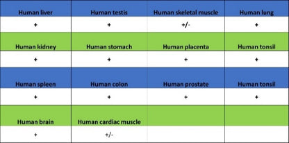 FDX1 Recombinant Rabbit mAb (S-3587-58)