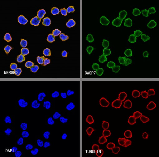 S-RMab® Caspase-7 Recombinant Rabbit mAb (S-1539-42)