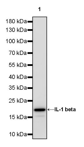 IL-1 beta Recombinant Rabbit mAb (S-1528-103)