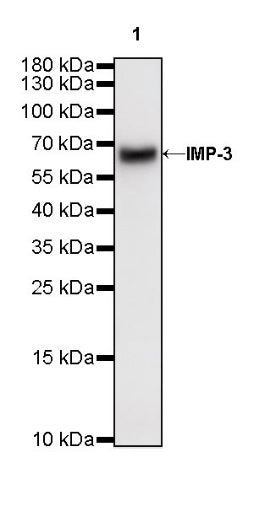 IMP-3 Recombinant Rabbit mAb (S-439-10)