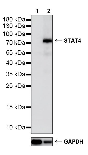 Stat4 Recombinant Rabbit mAb (S-4916-70)
