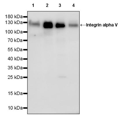 Integrin alpha V Recombinant Rabbit mAb (S-1798-27)
