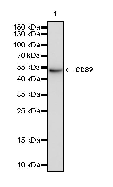 CDS2 Recombinant Rabbit mAb (S-3670-56)