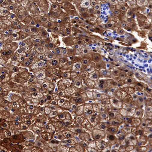 sTfR Recombinant Rabbit mAb (S-612-12)