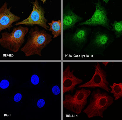 PP2A C Subunit Rabbit polyclonal antibody