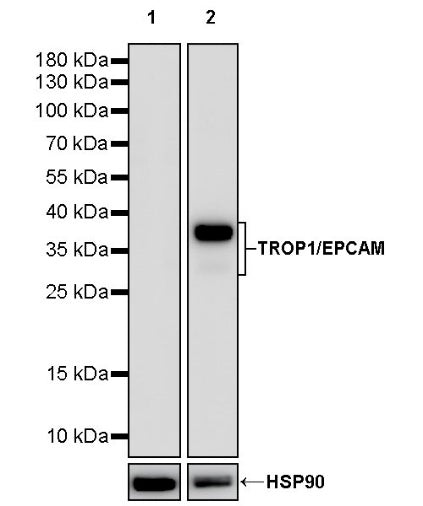 TROP1/EPCAM Recombinant Rabbit mAb (S-1379-5)