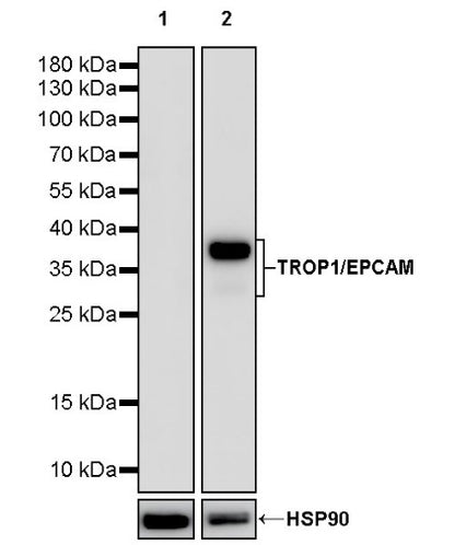 TROP1/EPCAM Recombinant Rabbit mAb (S-1379-5)