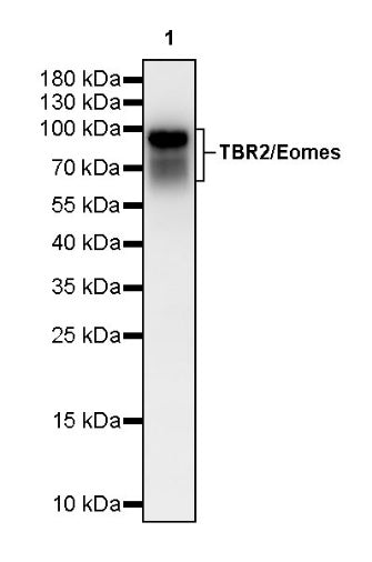 TBR2/Eomes Recombinant Rabbit mAb (SDT-1101-231)