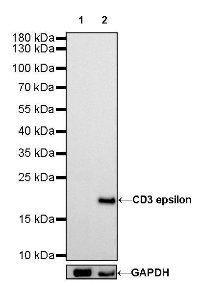 S-RMab® CD3 epsilon Recombinant Rabbit mAb,PBS Only (SDT-R137)