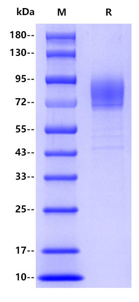 Human CD36, His tag