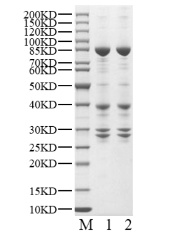 CDK17/Cyclin Y Protein