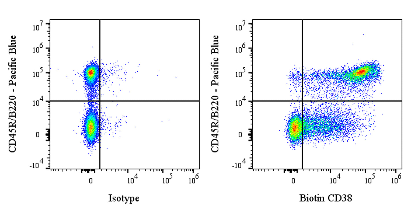 Biotin Rat Anti-Mouse CD38 Antibody (NIMR5)