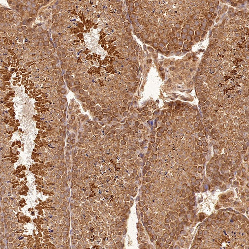 eIF4E Rabbit Polyclonal Antibody