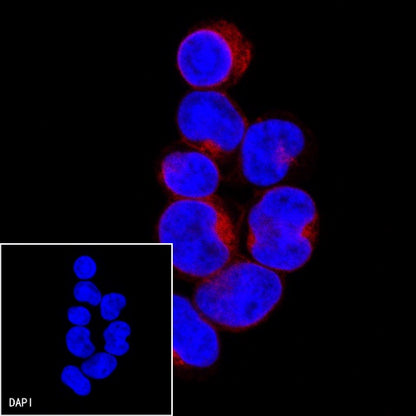 CD3 epsilon Recombinant Rabbit mAb (Alexa Fluor® 594 Conjugate) (S-241-49)