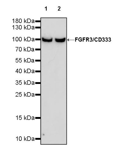 FGFR3/CD333 Recombinant Rabbit mAb (S-824-50)