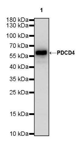 PDCD4 Rabbit polyclonal antibody