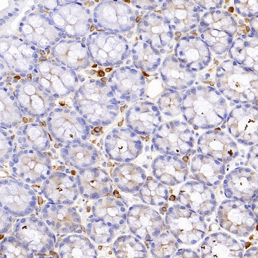 STING Recombinant Rabbit mAb (S-1392-33)