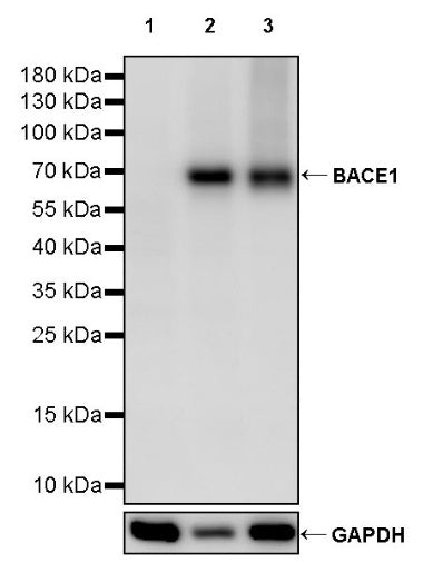 BACE1 Recombinant Rabbit mAb (S-2514-34)