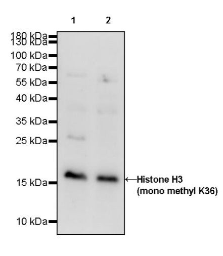 Histone H3 (mono methyl K36) Rabbit polyclonal antibody