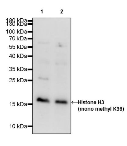 Histone H3 (mono methyl K36) Rabbit polyclonal antibody