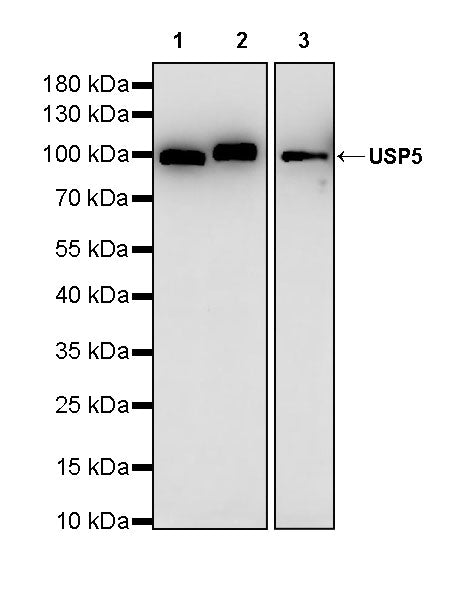 USP5 Rabbit Polyclonal Antibody