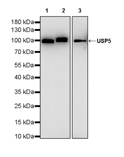 USP5 Rabbit Polyclonal Antibody