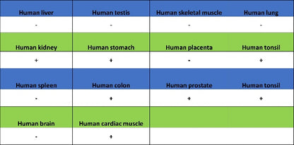 Non-phospho (Active) β-Catenin (Ser37/Thr41) Recombinant Rabbit mAb (S-1813-42)