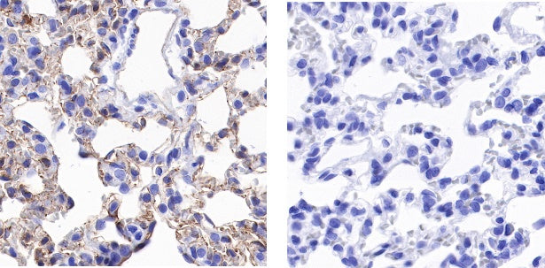 Phosphotyrosine Rabbit mAb (S-R207)