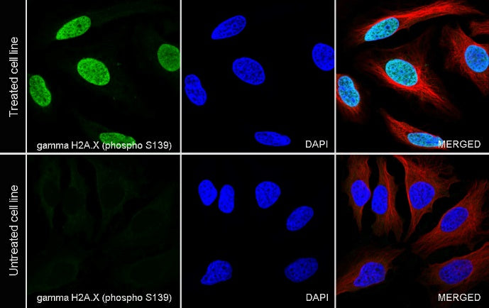 Phospho-gamma H2A.X (Ser139) Recombinant Rabbit mAb (S-981-56)