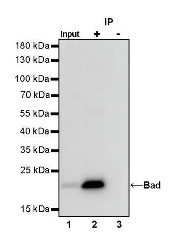 Bad Recombinant Rabbit mAb (S-976-26)