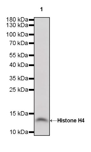 Histone H4 Recombinant Rabbit mAb (S-499-30)