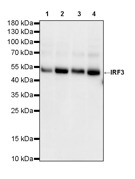 IRF3 Recombinant Rabbit mAb (S-3916-22)