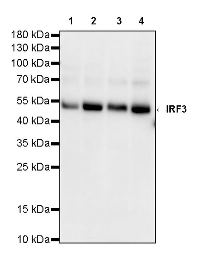 IRF3 Recombinant Rabbit mAb (S-3916-22)