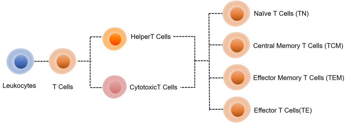 Human TE/TN/TCM/TEM Panel Kit