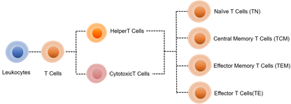 Human TE/TN/TCM/TEM Panel Kit
