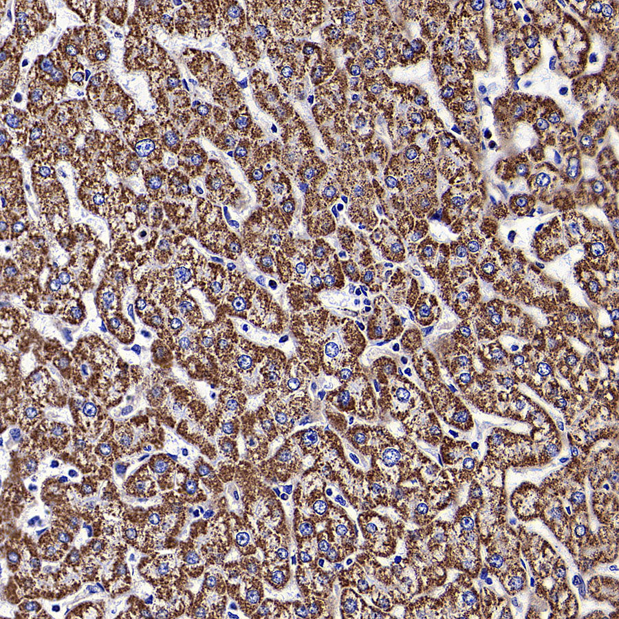 HSP60 Recombinant Mouse mAb (S-5385)