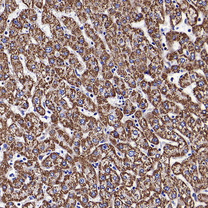 HSP60 Recombinant Mouse mAb (S-5385)