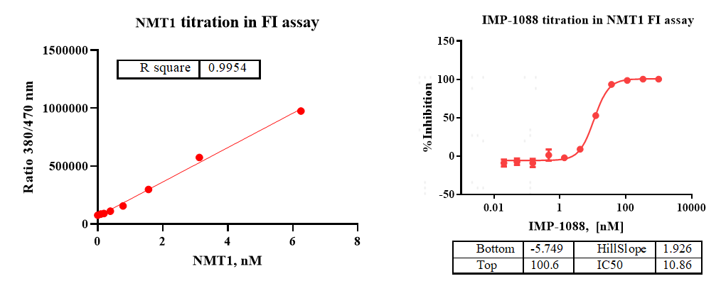 NMT1 Protein, Human