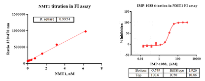 NMT1 Protein, Human