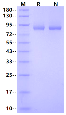 MMP-9 His Tag Protein, Cynomolgus