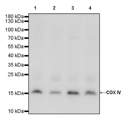 COX IV Rabbit polyclonal antibody