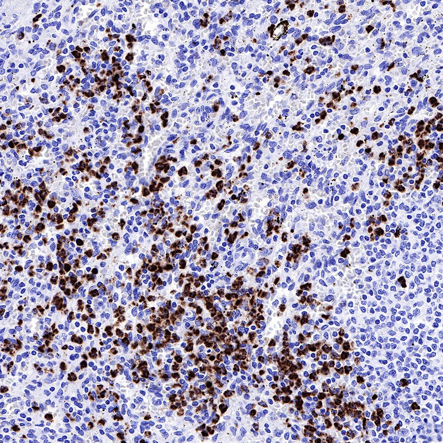 MPO Recombinant Rabbit mAb (SDT-224-19)