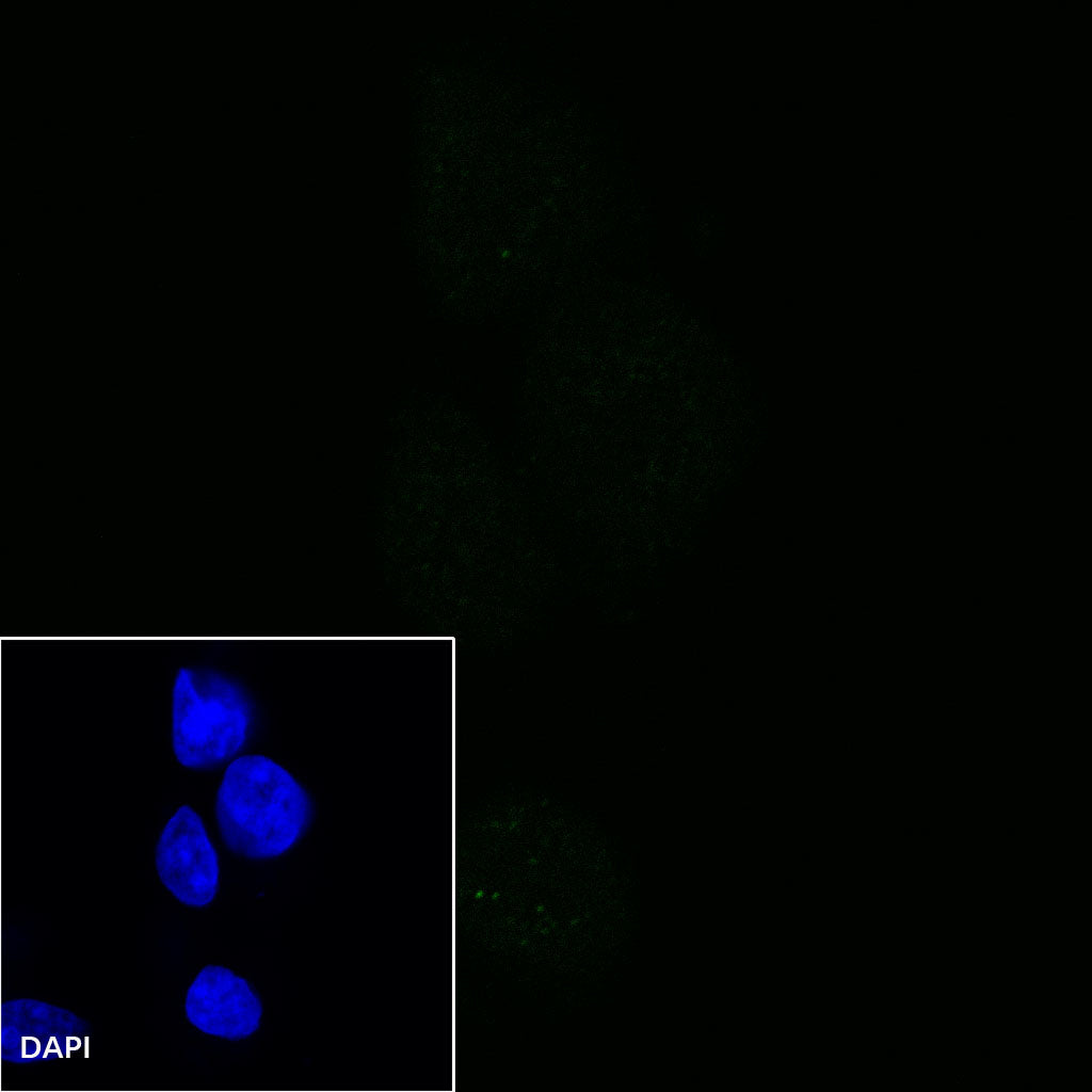 CD80 Recombinant Rabbit mAb (S-288-154)