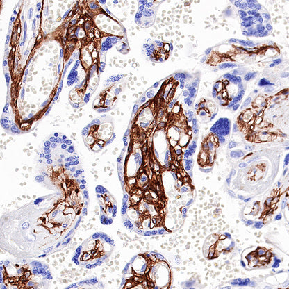 CD13 Recombinant Rabbit mAb (SDT-R162)
