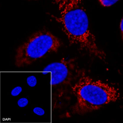 HSP60 Recombinant Rabbit mAb (PE Conjugate) (SDT-R012)