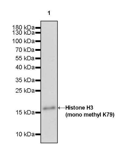 Histone H3 (mono methyl K79) Recombinant Rabbit mAb (S-R417)
